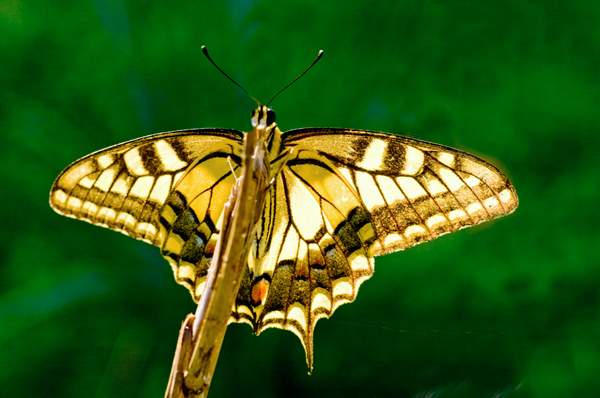 Swallowtail.jpg