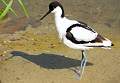 Avocet
