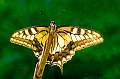 Swallowtail