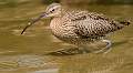 curlew