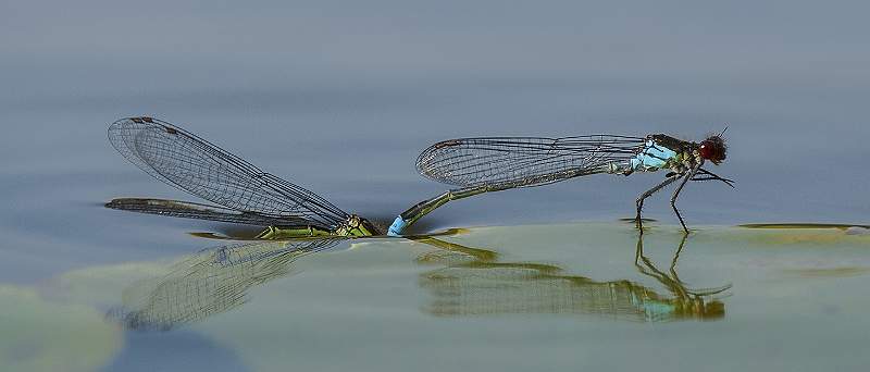 01_DP1187_CommonBlueDamselfly.jpg