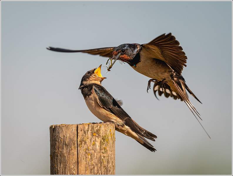 Feeding Time_Matt Clarke_Open.jpg - East Lane, Bawdsey