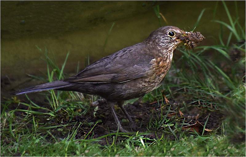 Female Blackbird_michael jillings_open.jpg - B open