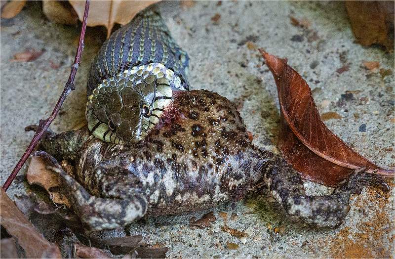 Grass Snake Dinner_Kim Dewing_Open.jpg