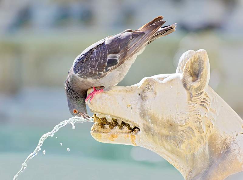 Grrrh_Ian-Swann_open.jpg - Monthly competition, open