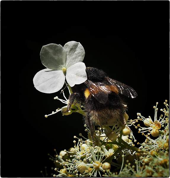 Hiding Jenny Walker advanced dpi comp 1 open.jpg - Advanced dpi comp 1 open