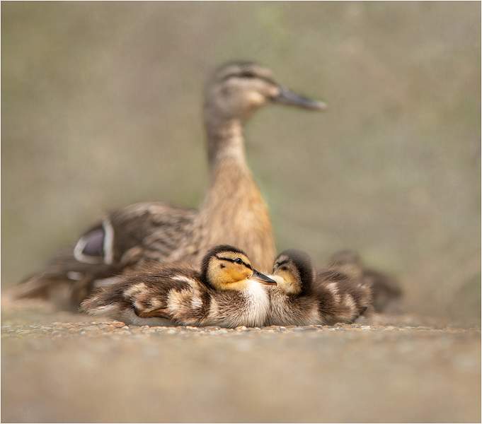 New Family_Lindsey Saunders_Open.jpg - Open