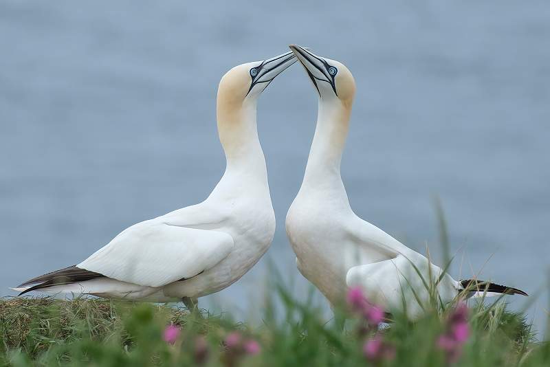 Peter Smith_Gannets_open.jpg - Gannets