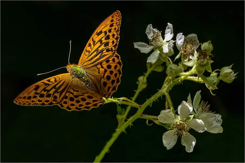 Siver-washed Fritillary on bramble_Julie Browne_Open.jpg - Open