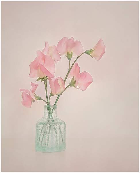 Summer Sweet Peas_Lindsey Saunders_Open.jpg - Open