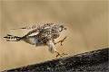 Kestrel on the run_Kevin Williams_open
