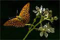 Siver-washed Fritillary on bramble_Julie Browne_Open