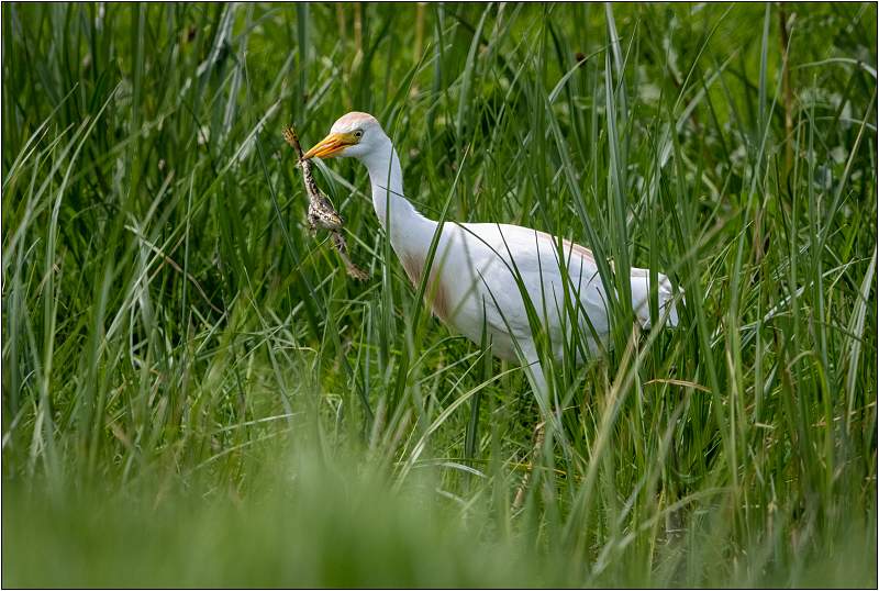 Cattle Egret Catches Unfortunate Marsh Frog_Matt Clarke_Open.jpg - Elmley Marshes