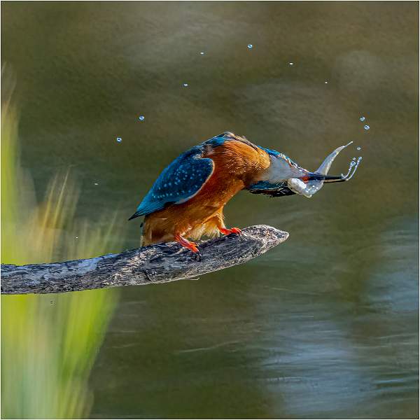 Kingfisher with catch_Russell Hynard_open.i02..jpg - open.i02