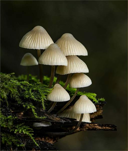 Mycena Fungi-Malcolm Bumstead-open .jpg - Competition- Bad Weather-Open