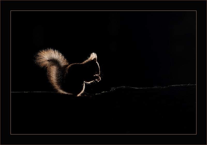 Squirrel Silhouette_Janice Unitt_open.jpg - Open
