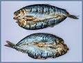 A Pair of Kippers_Barry Freeman_open