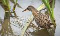 Water Rail Looking For Food_Jamie Bird_Open