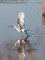 gracefull spoonbill_jim farrow_open