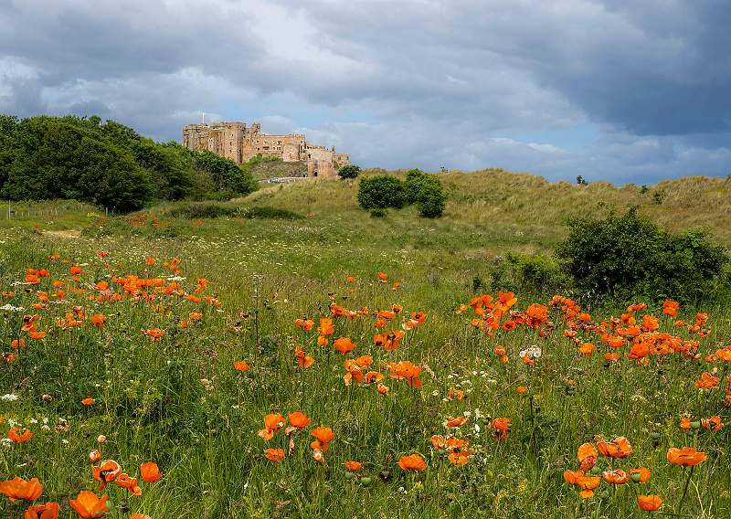 Poppies at Bamburgh_David Long_Open.jpg