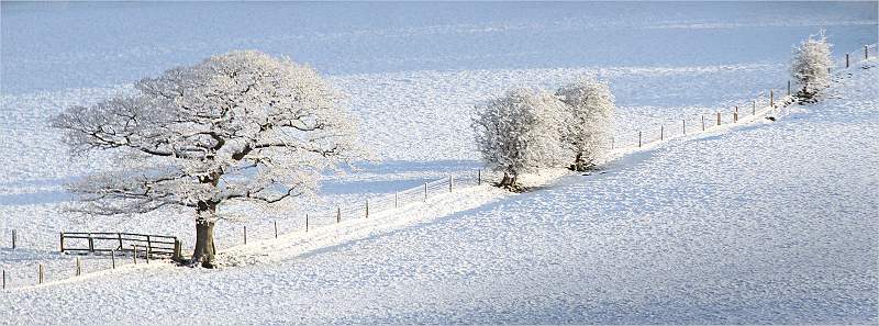 DPI Monthly Competition 2022-2023/Month 3/Winter Tree Line_)David Pryke ...