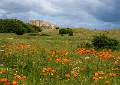 Poppies at Bamburgh_David Long_Open