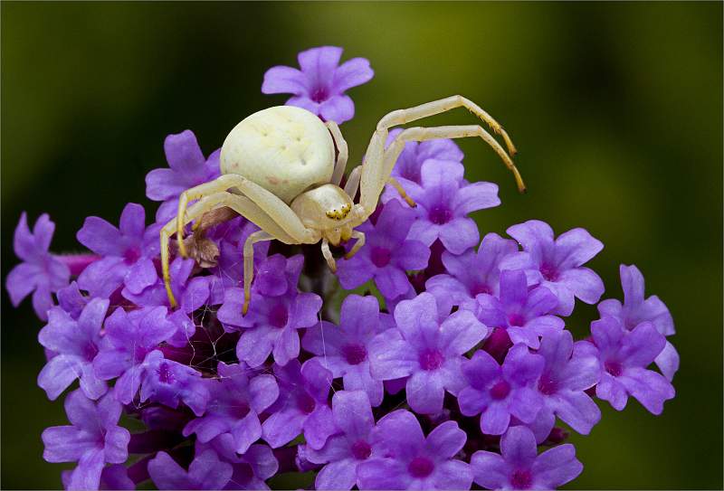 Crab Spider_David Pryke_Open.jpg - Bridges - Open
