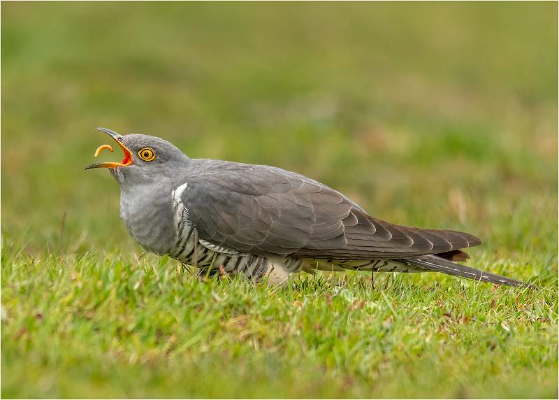Down The Hatch_Stephen Harper_Bridges_Open.jpg - Bridges_Open