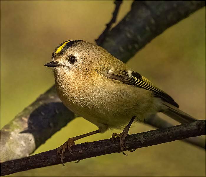Goldcrest_Julie Browne_Open.jpg - Goldcrest
