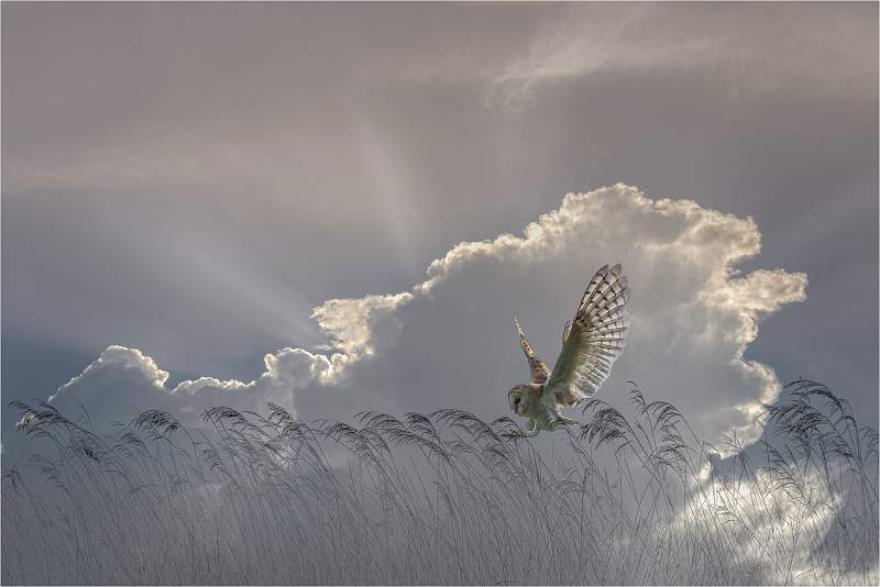 Incoming barn owl_Russell Hynard_Open.i02.jpg - open.i02