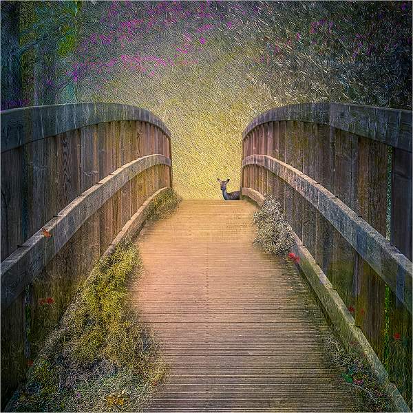 Natures bridge_Russell Hynard_set.i01.jpg - Set.i01