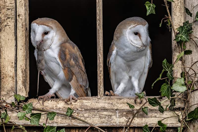 Sibling Rivalry_Kevin Williams_open.jpg