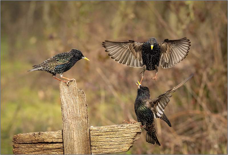 Squabbling Starlings_Matt Clarke_Open.jpg - Roger's Hide