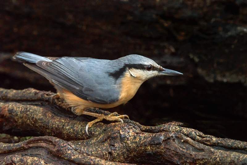 _DSC7147_2640.nuthatch Jim walker advanced open dpi comp4.jpg - Nuthatch