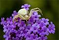 Crab Spider_David Pryke_Open