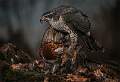 Goshawk on pheasant