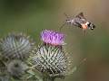 Hummingbird Hawk Moth_David Pryke_Open