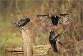 Squabbling Starlings_Matt Clarke_Open