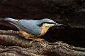 _DSC7147_2640.nuthatch Jim walker advanced open dpi comp4