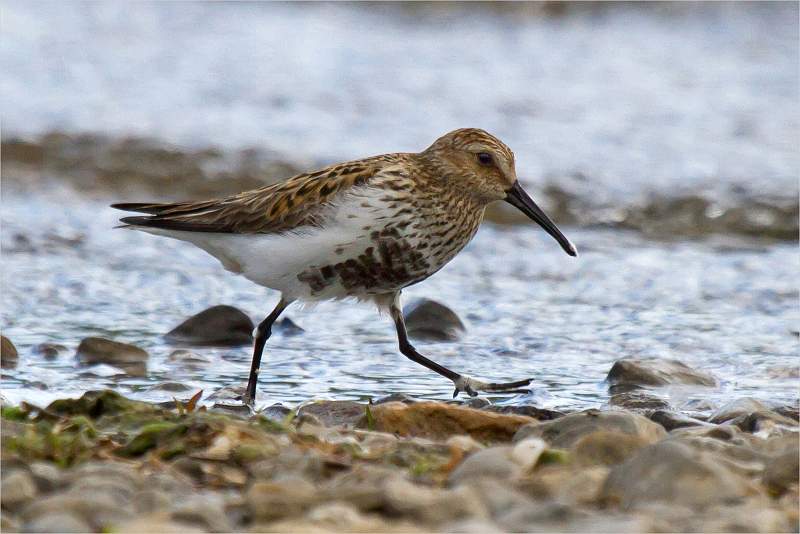 Common Sandpiper_David Pryke_Open.jpg - Shadows - Open