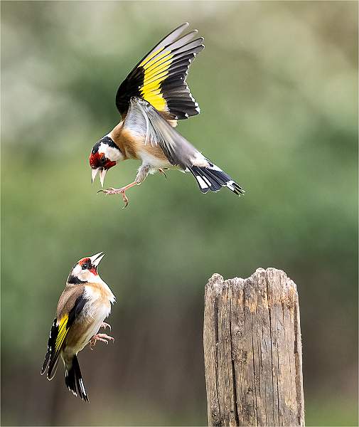 Goldfinch fight_Julie Browne_Open.jpg - Open