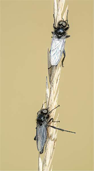 Hawthorn Fly_Stephen Harper_Shadow_Open.jpg - Shadows_Open