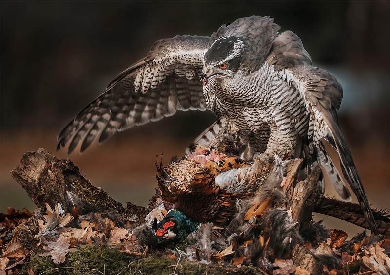 Mantling Goshawk.jpg - Open