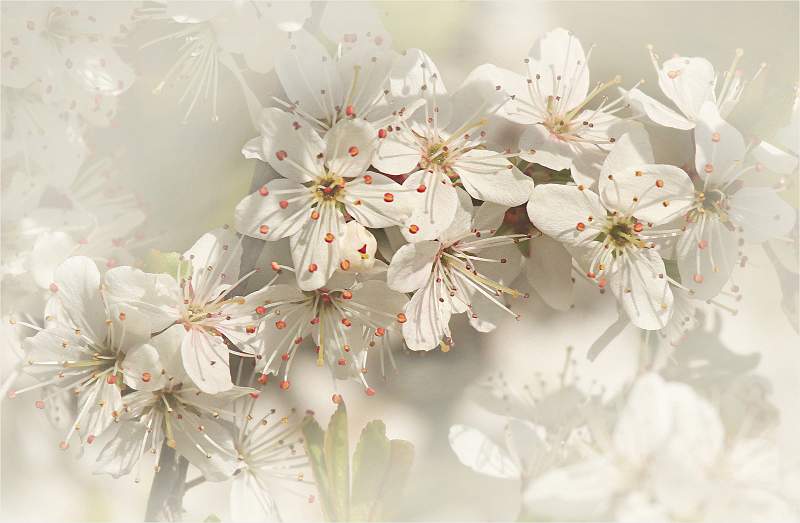 Maytime Dream_David Pryke_Open.jpg - Shadows - Open