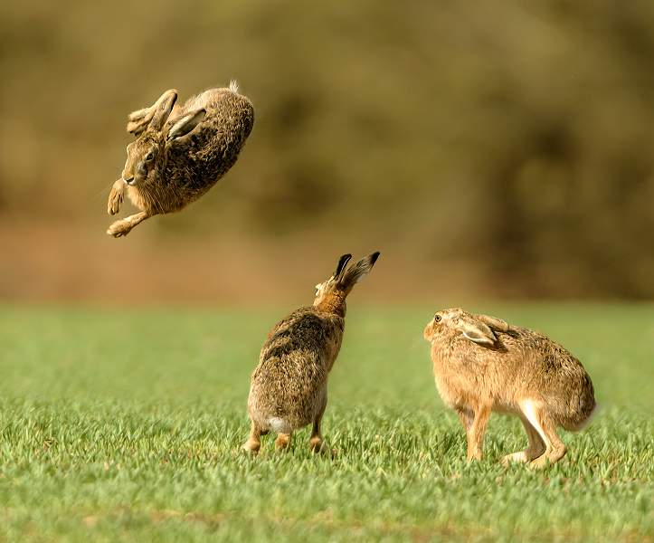 The Leap_Stephen Harper_Shadow_Open.jpg - Shadows_Open