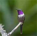 Amethyst - throated  sunangel dpi open