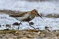 Common Sandpiper_David Pryke_Open