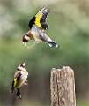 Goldfinch fight_Julie Browne_Open