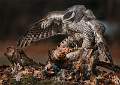 Mantling Goshawk