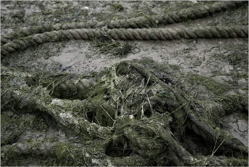 Muddy knots_David Ryland_SET.jpg